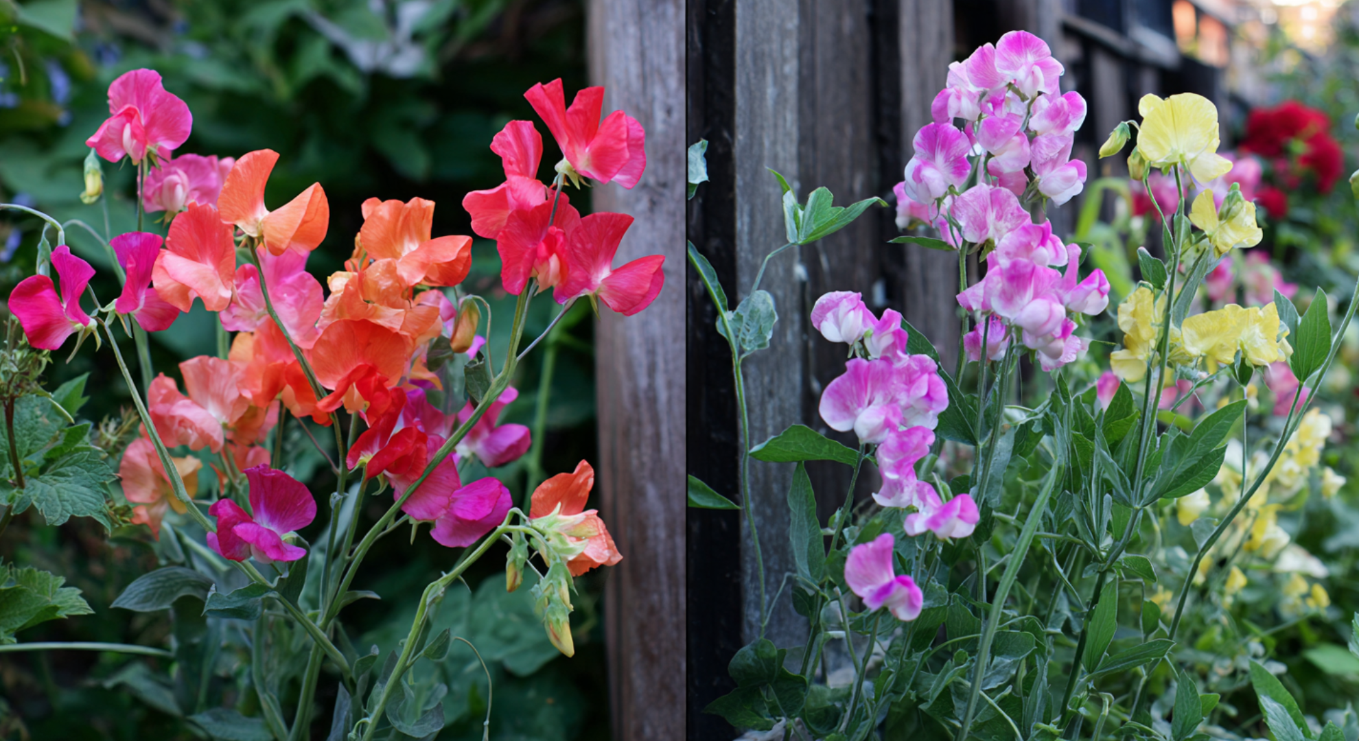 Annual vs. Perennial Sweet Pea

