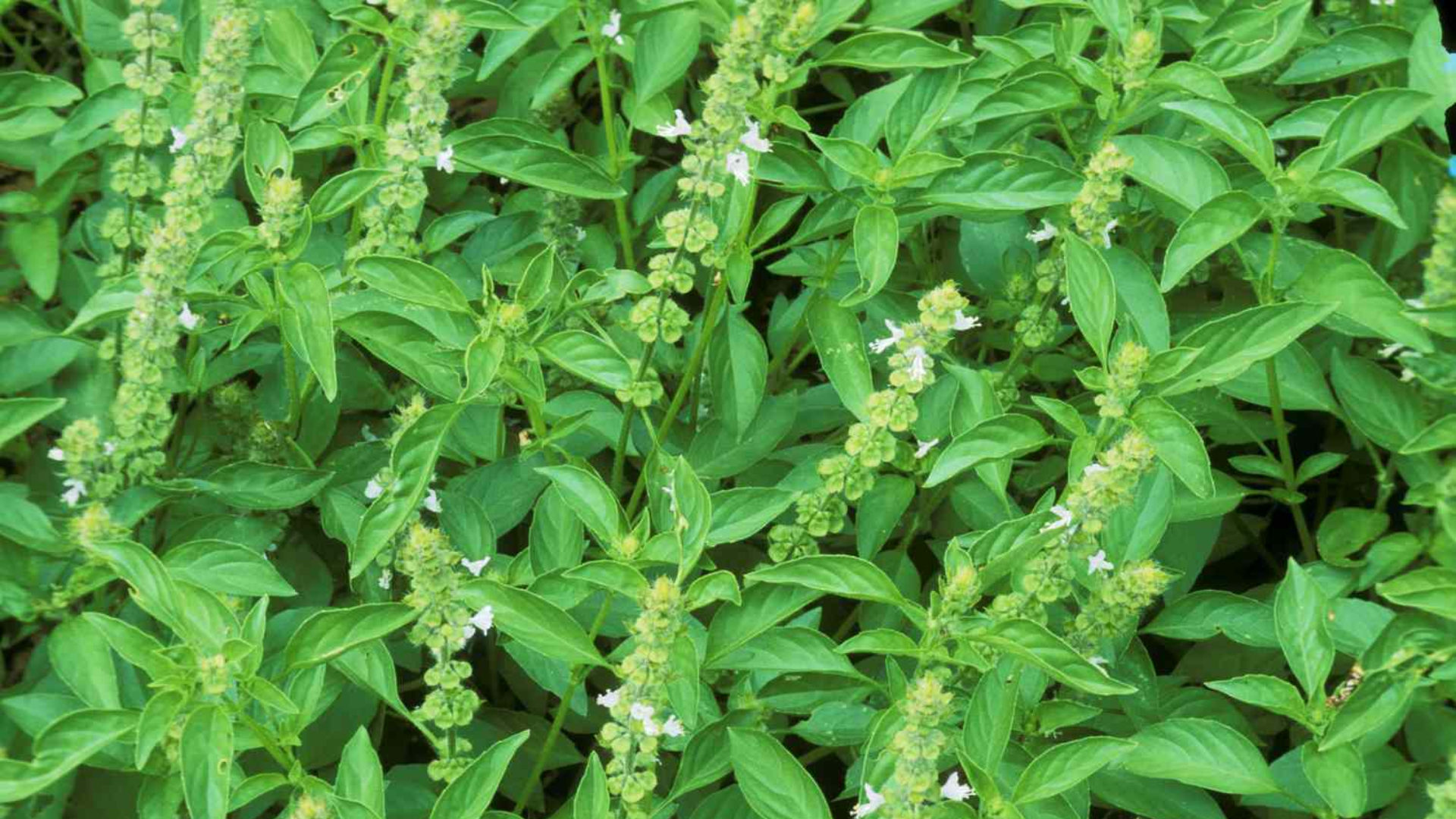 basil blossoms