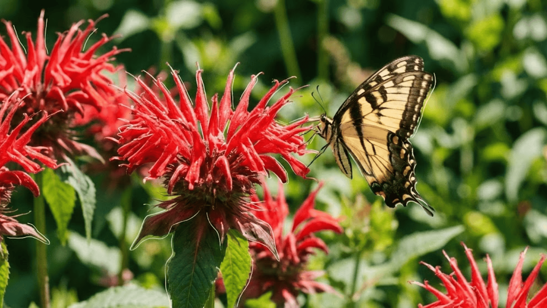 bee balm