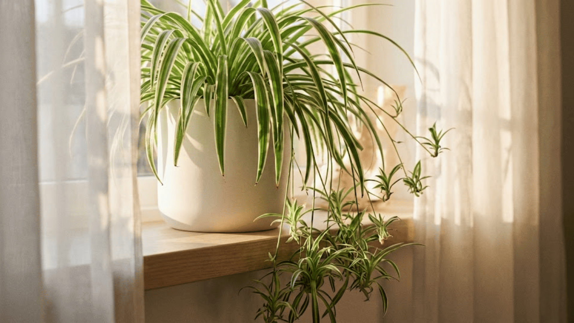 benefits-of-spider-plants-for-your-home-health
