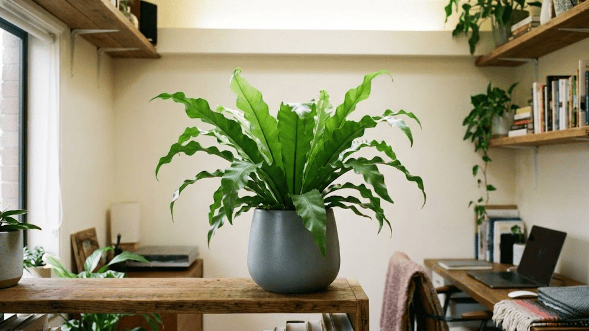 bird's nest fern