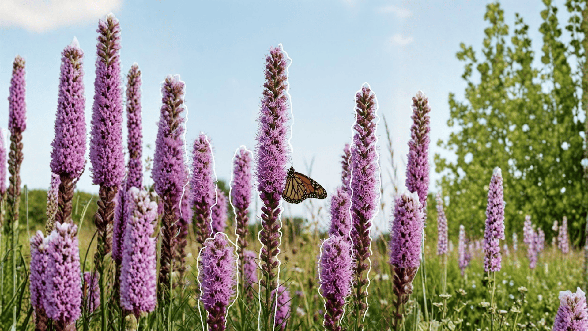 blazing star