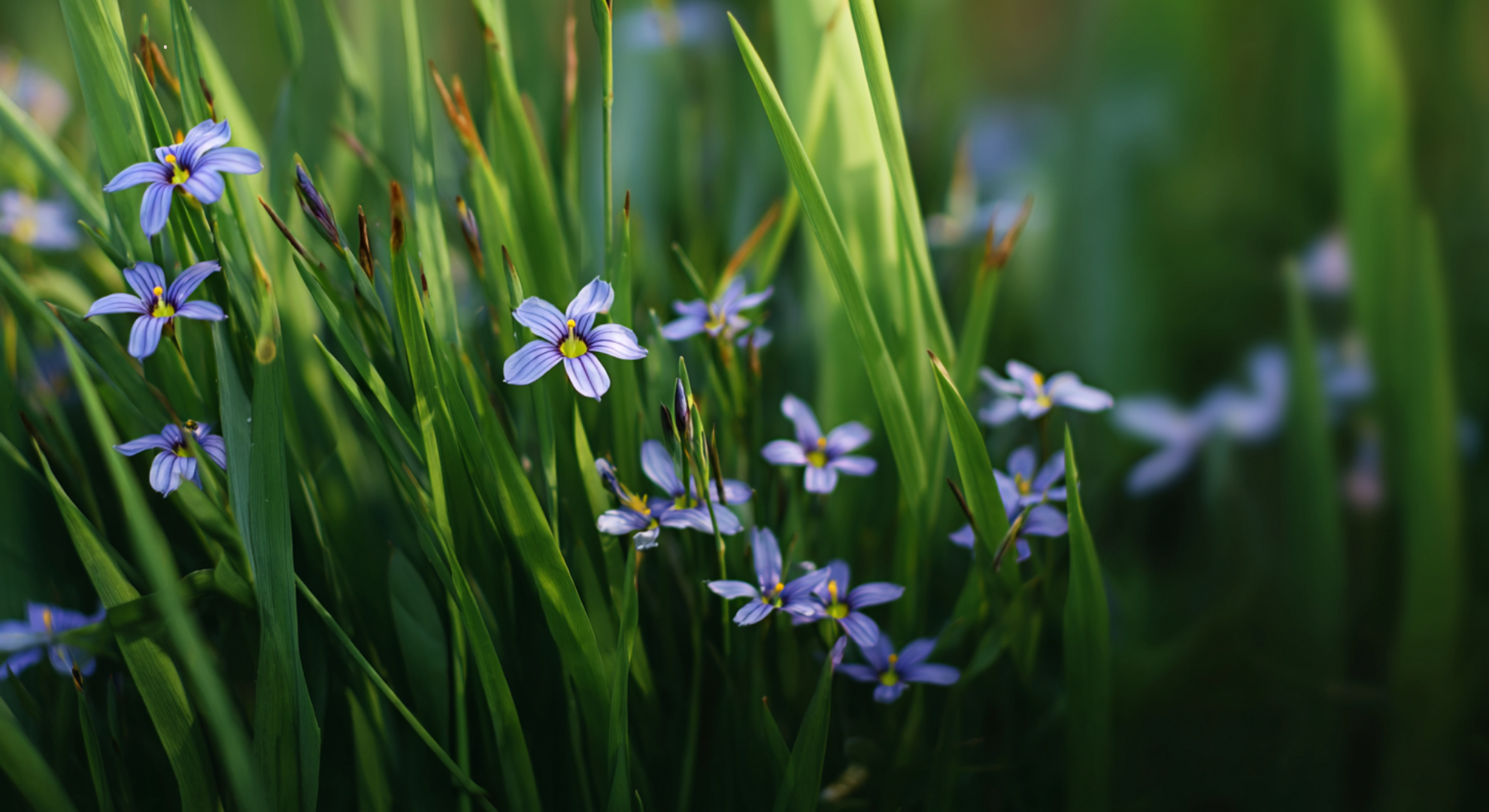 blue eyed grass a simple native plant guide