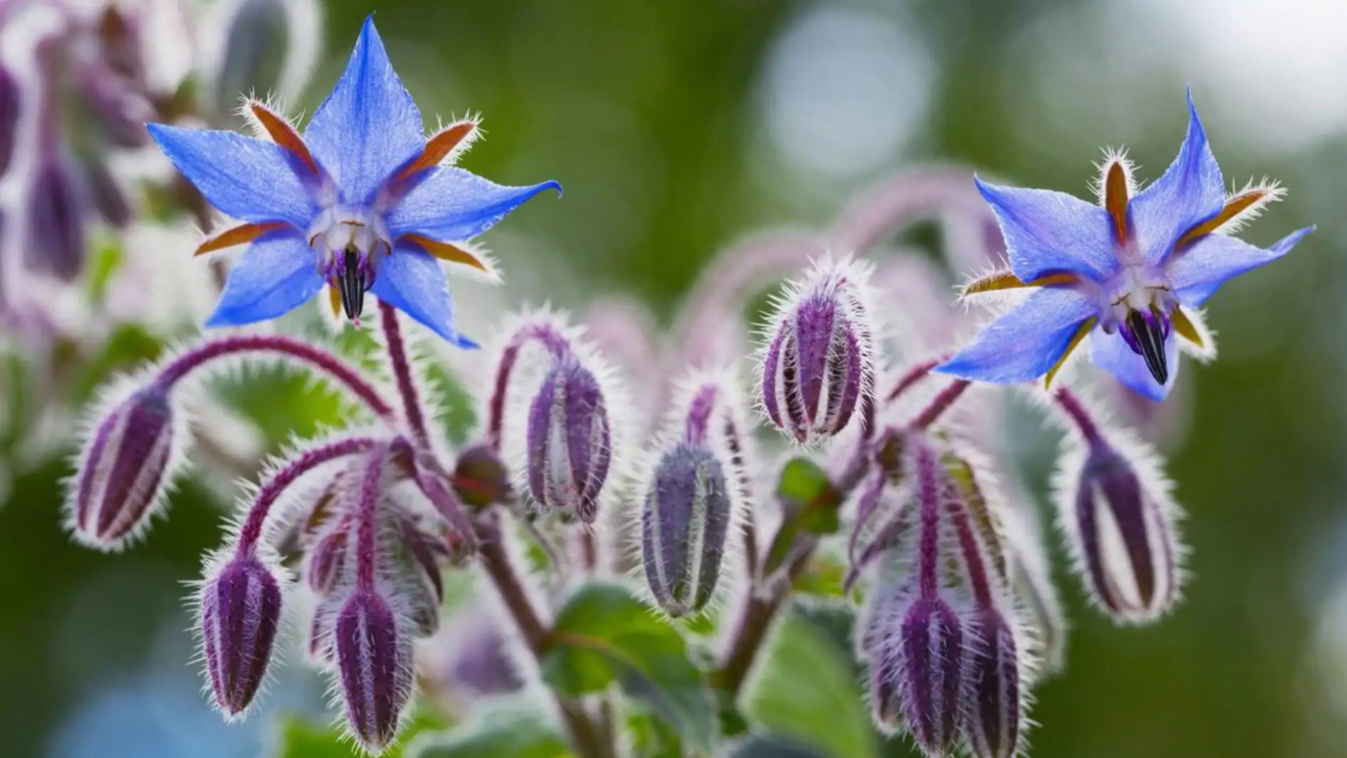 borage