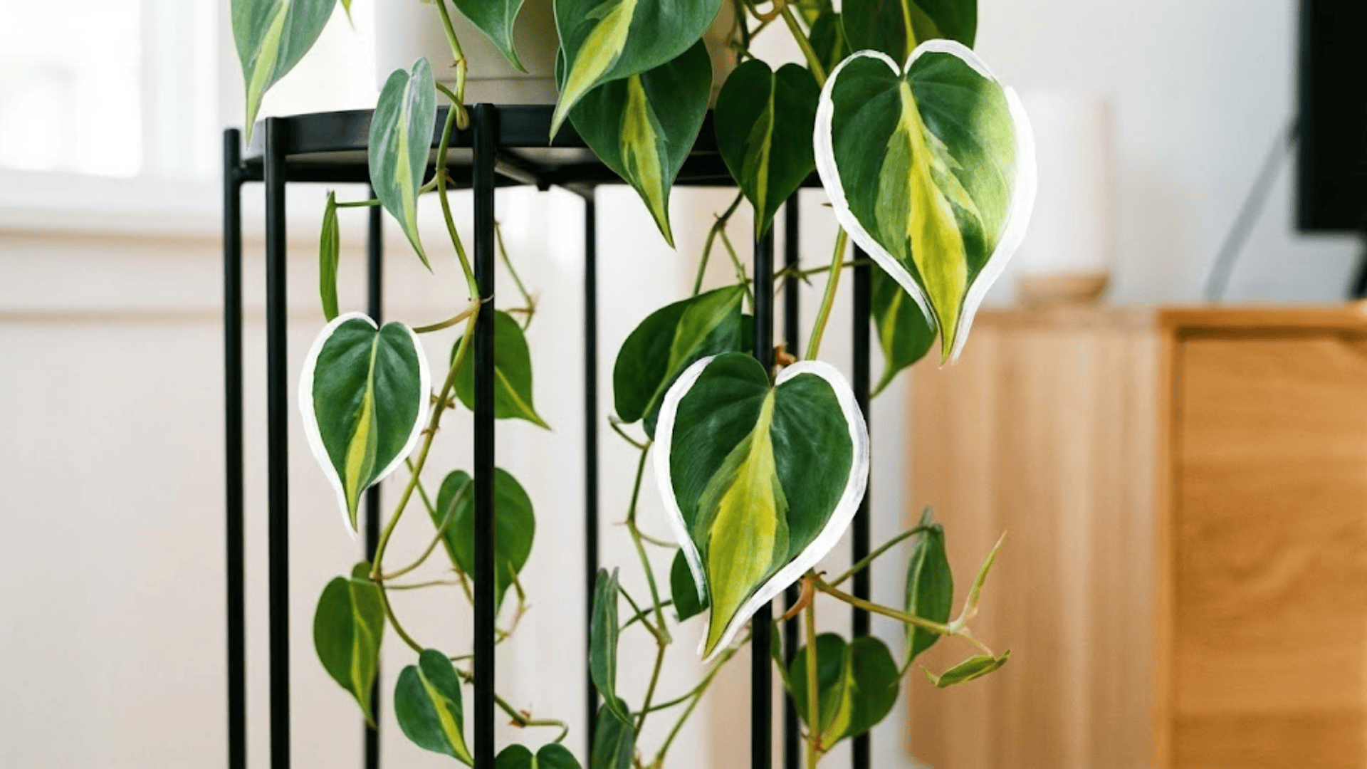 brazil philodendron