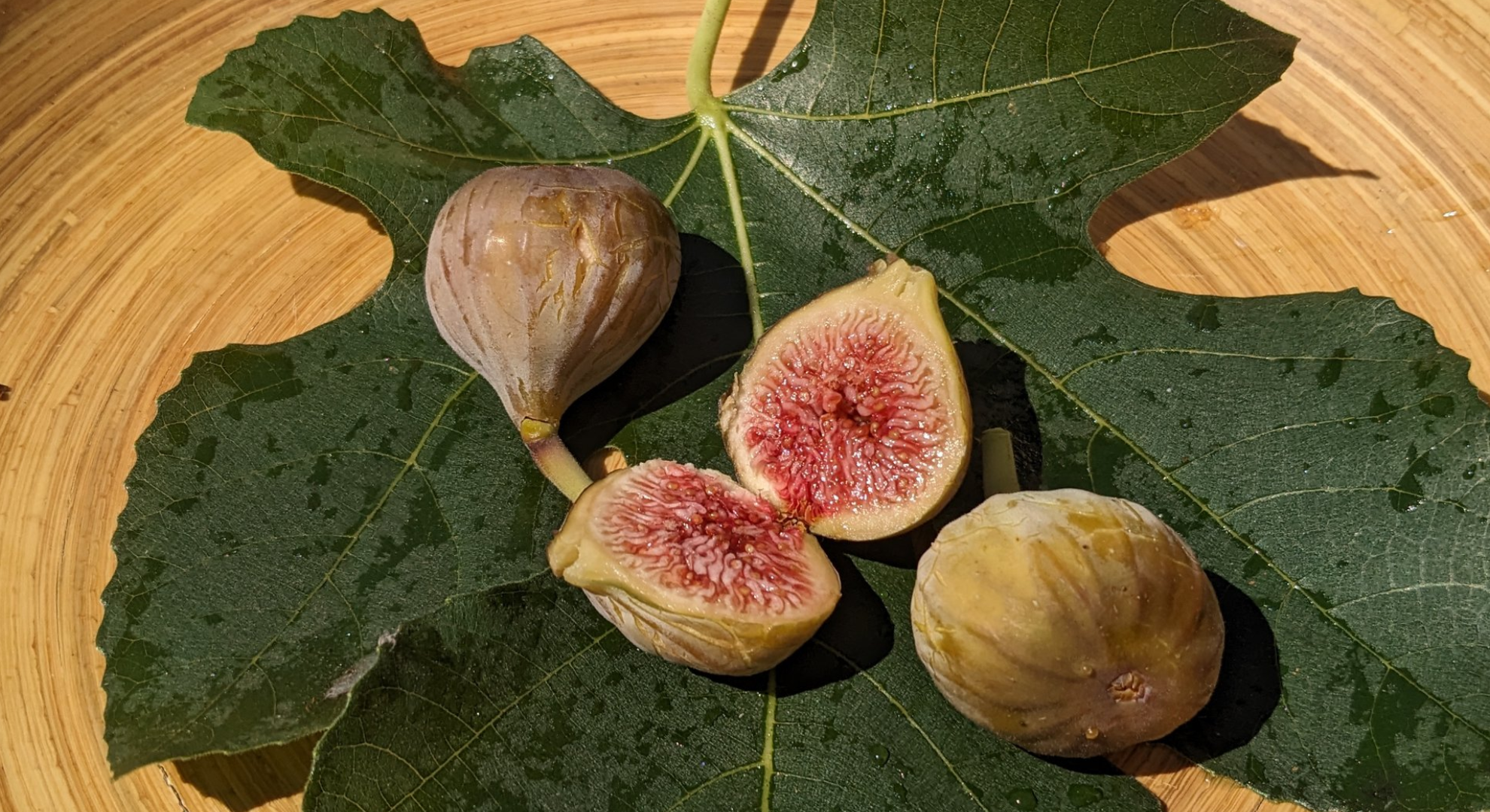brown turkey fig