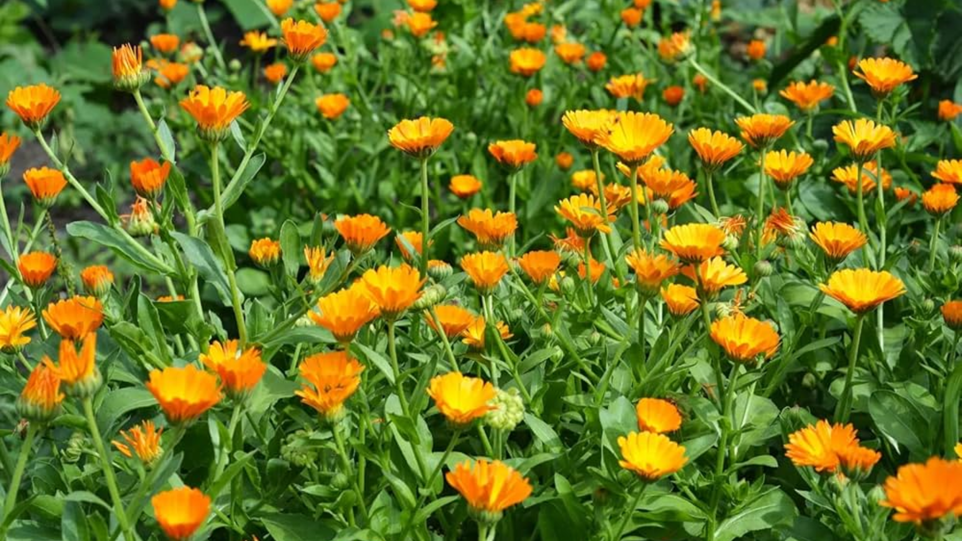 calendula pot marigold
