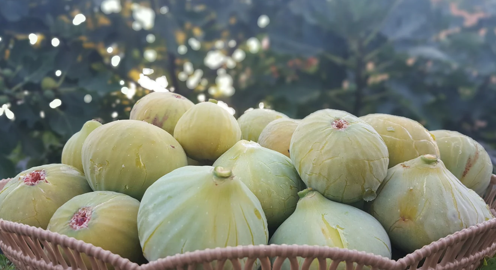 calimyrna fig