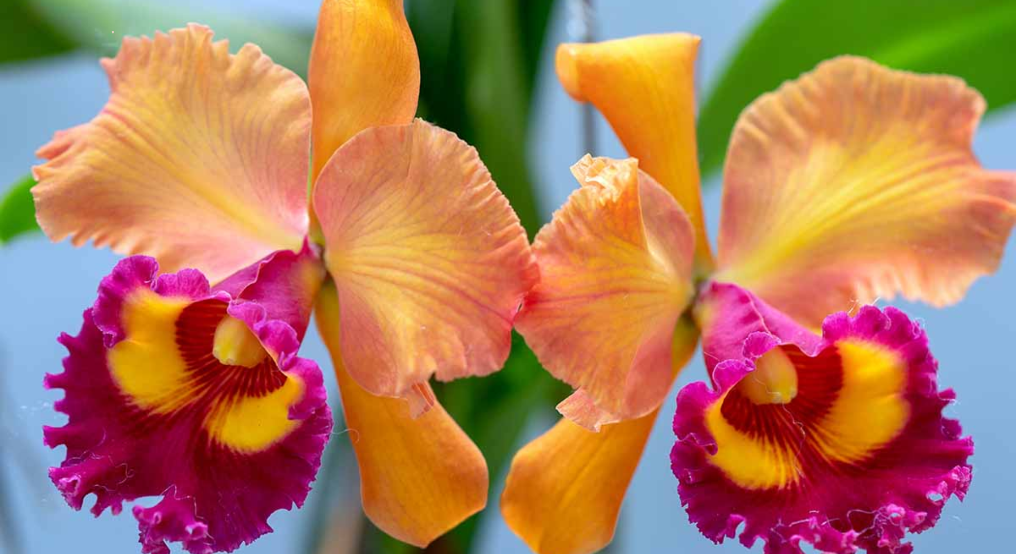 cattleya orchids