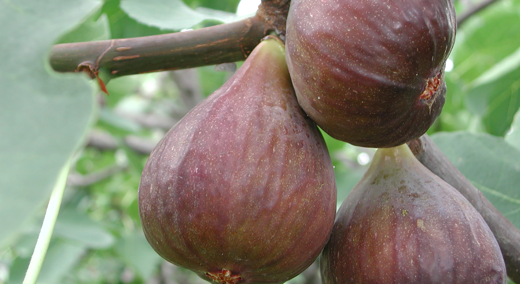 celeste fig