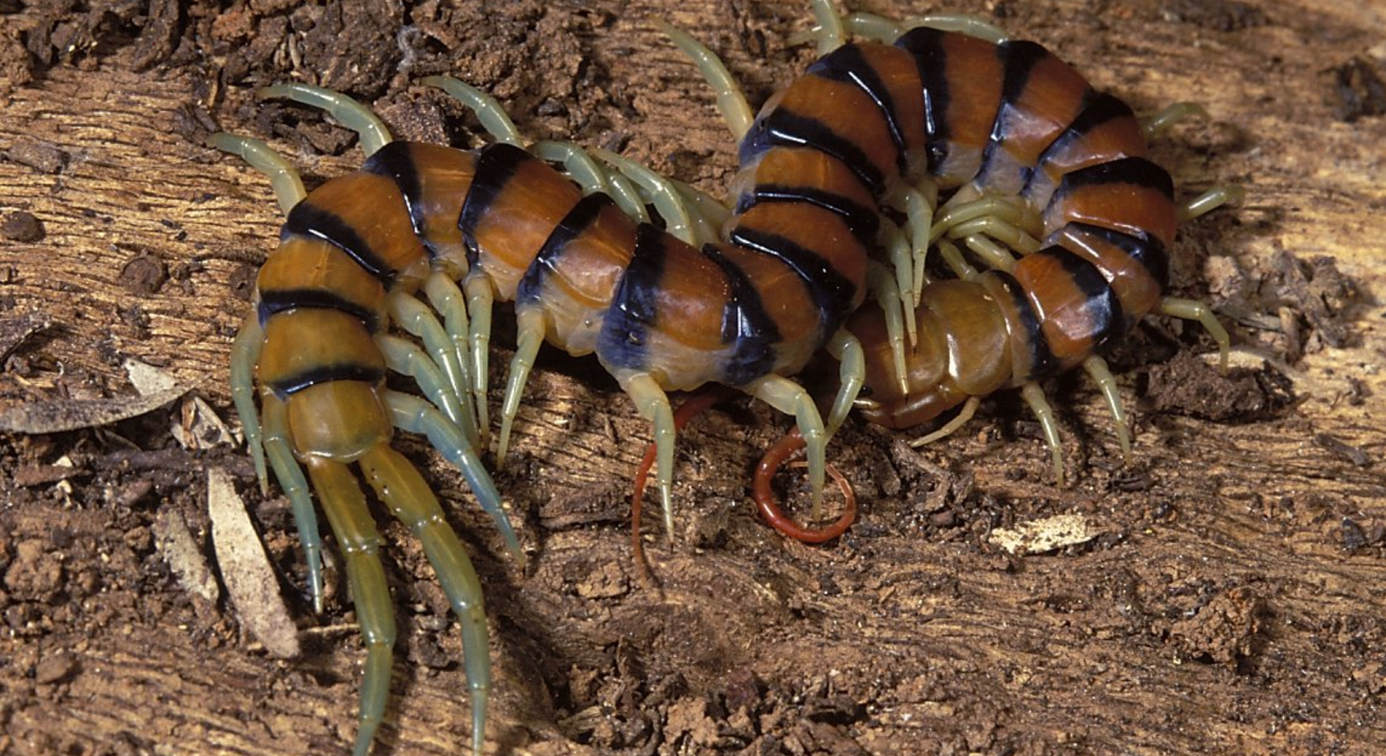 centipedes