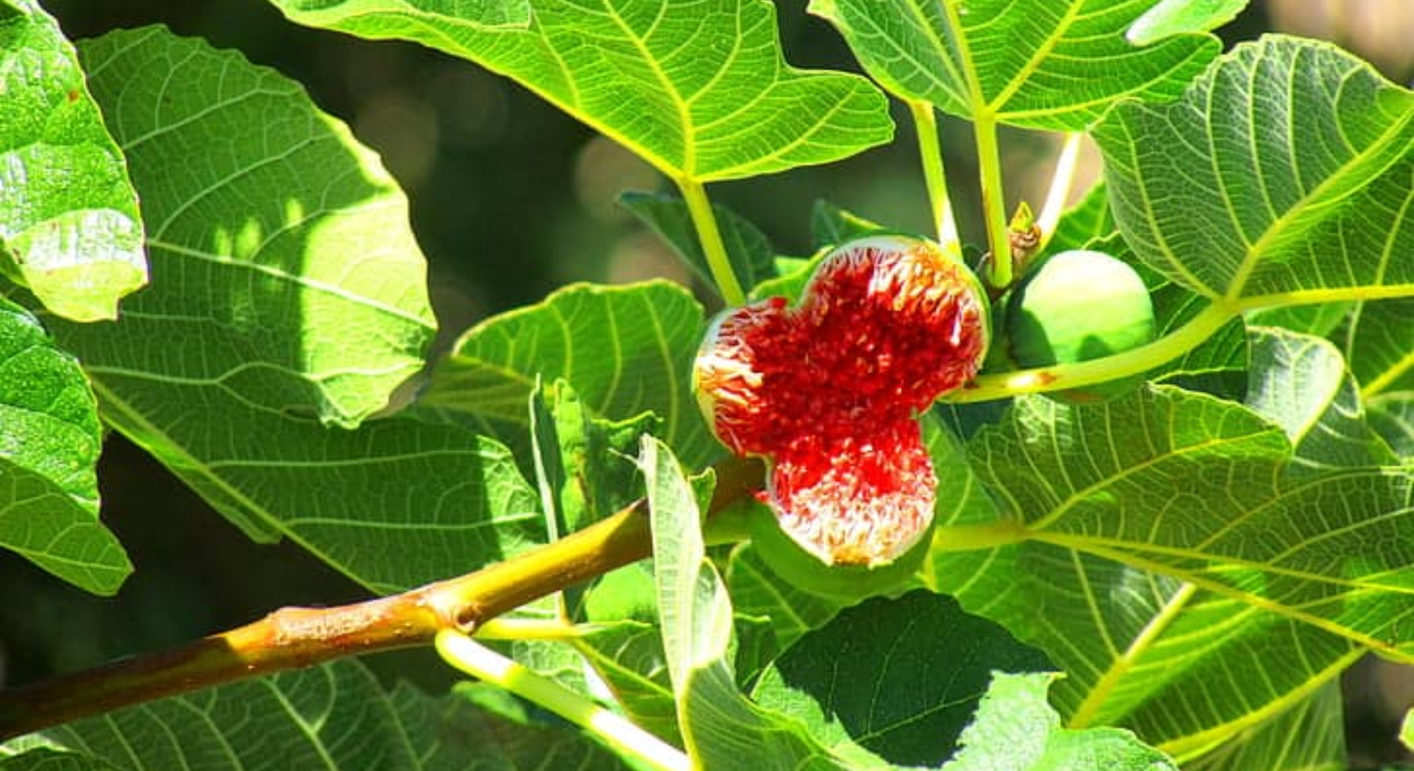 chicago hardy fig