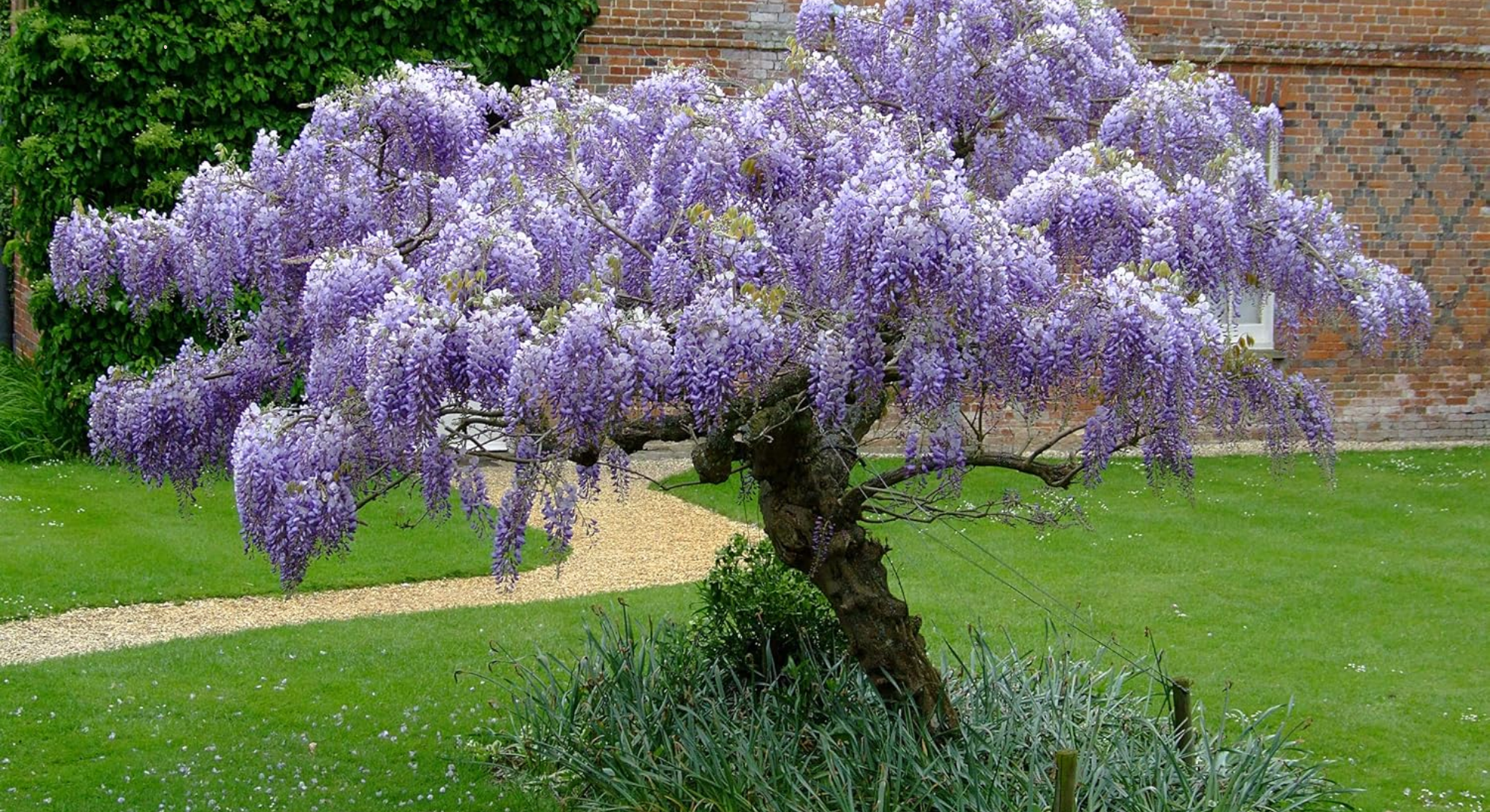 chinese wisteria