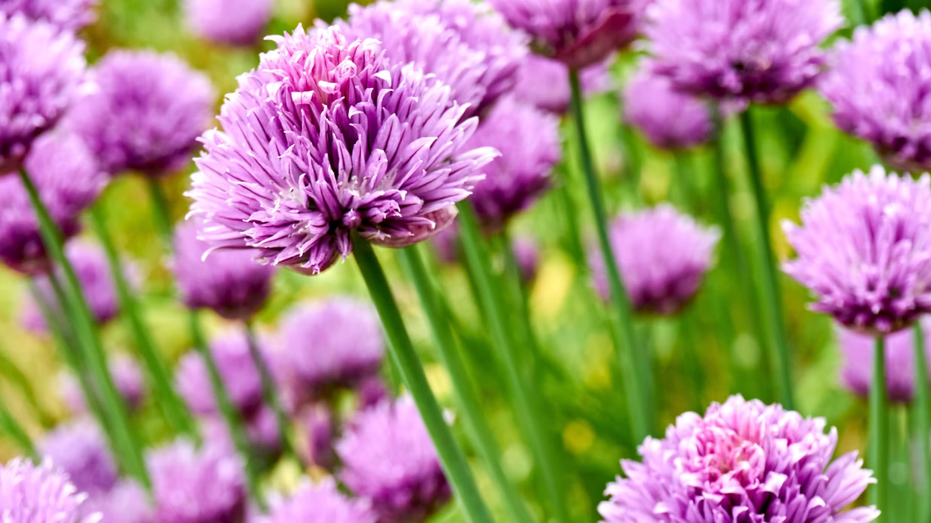 chive blossoms