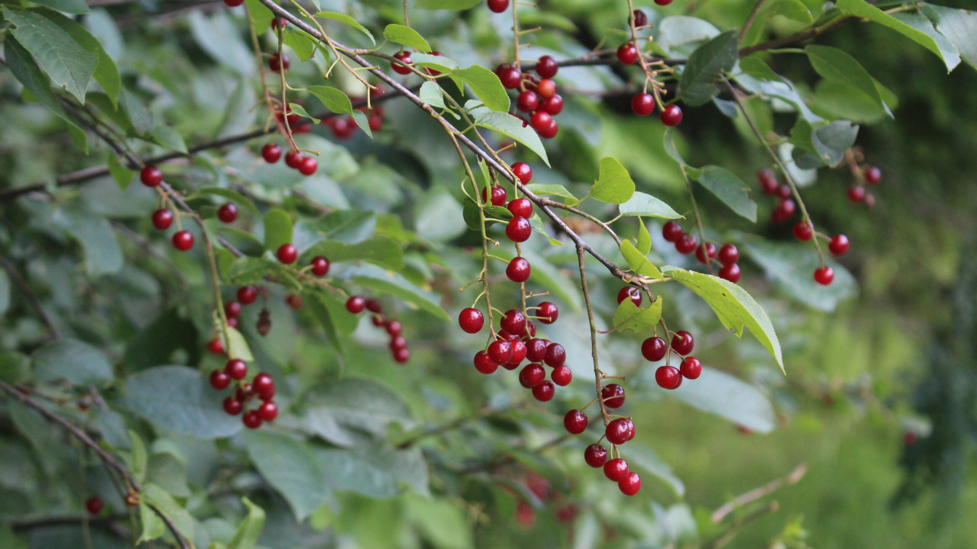 _chokecherry
