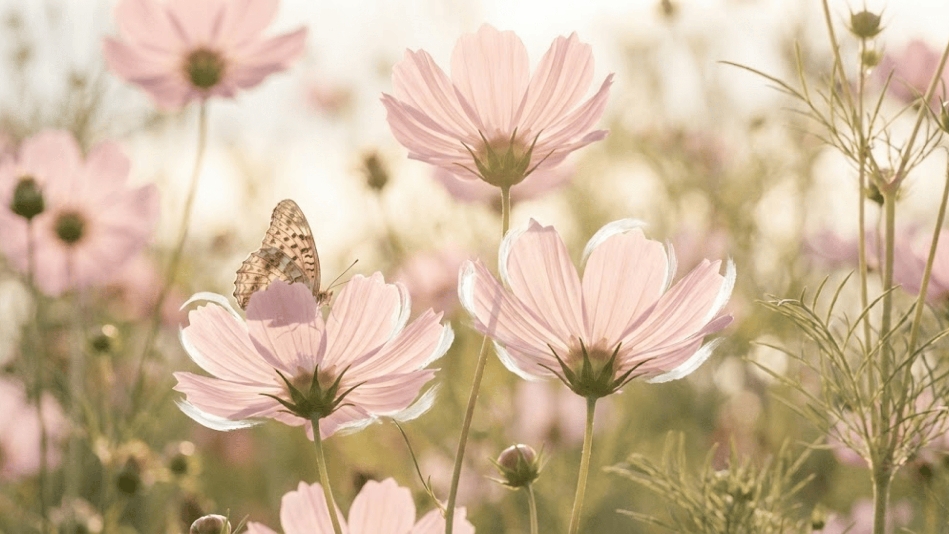 cosmos