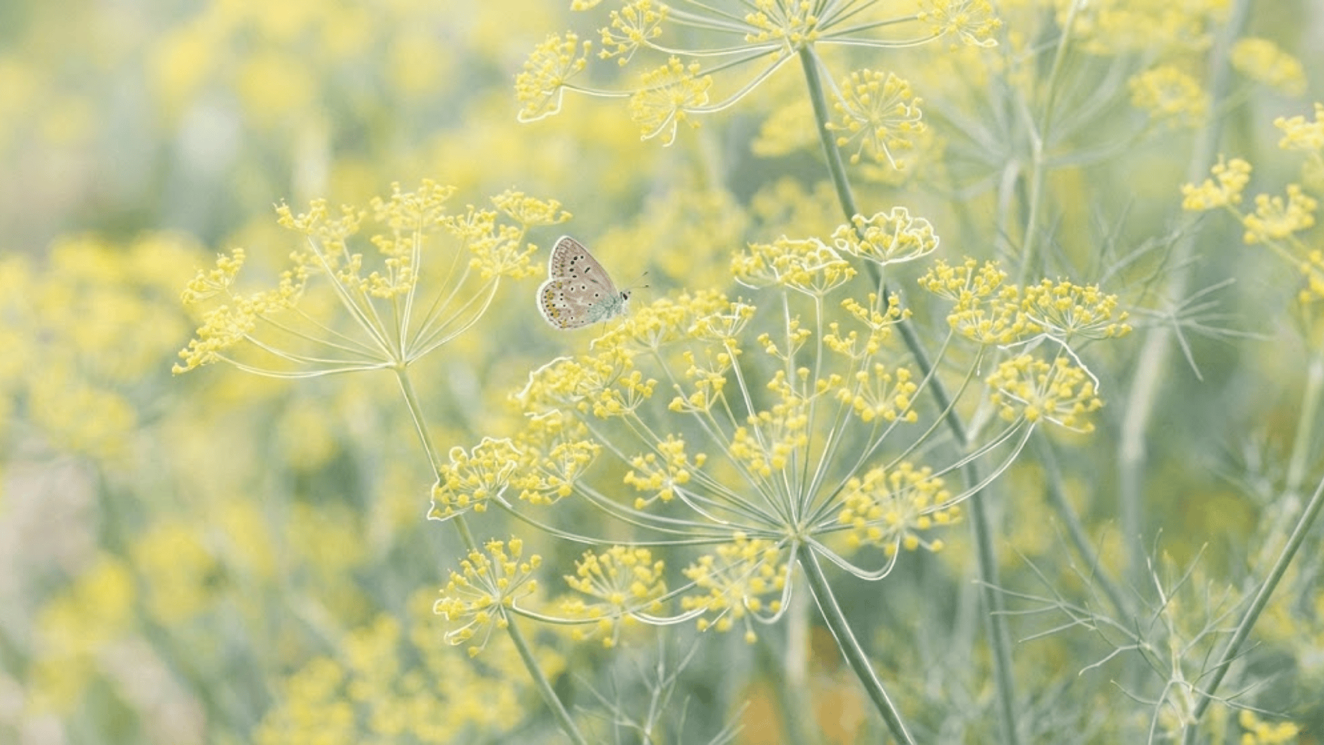 dill