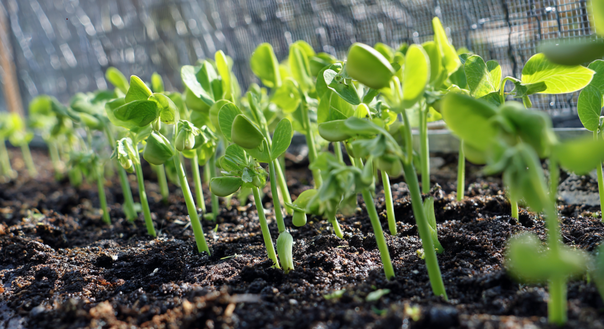 Direct Sowing Outdoors
