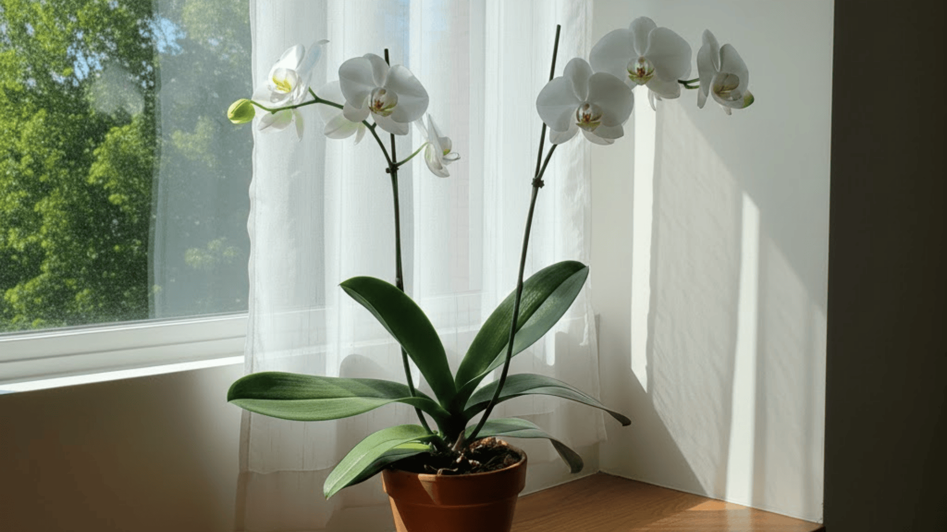 Do Orchids Need Sunlight?
