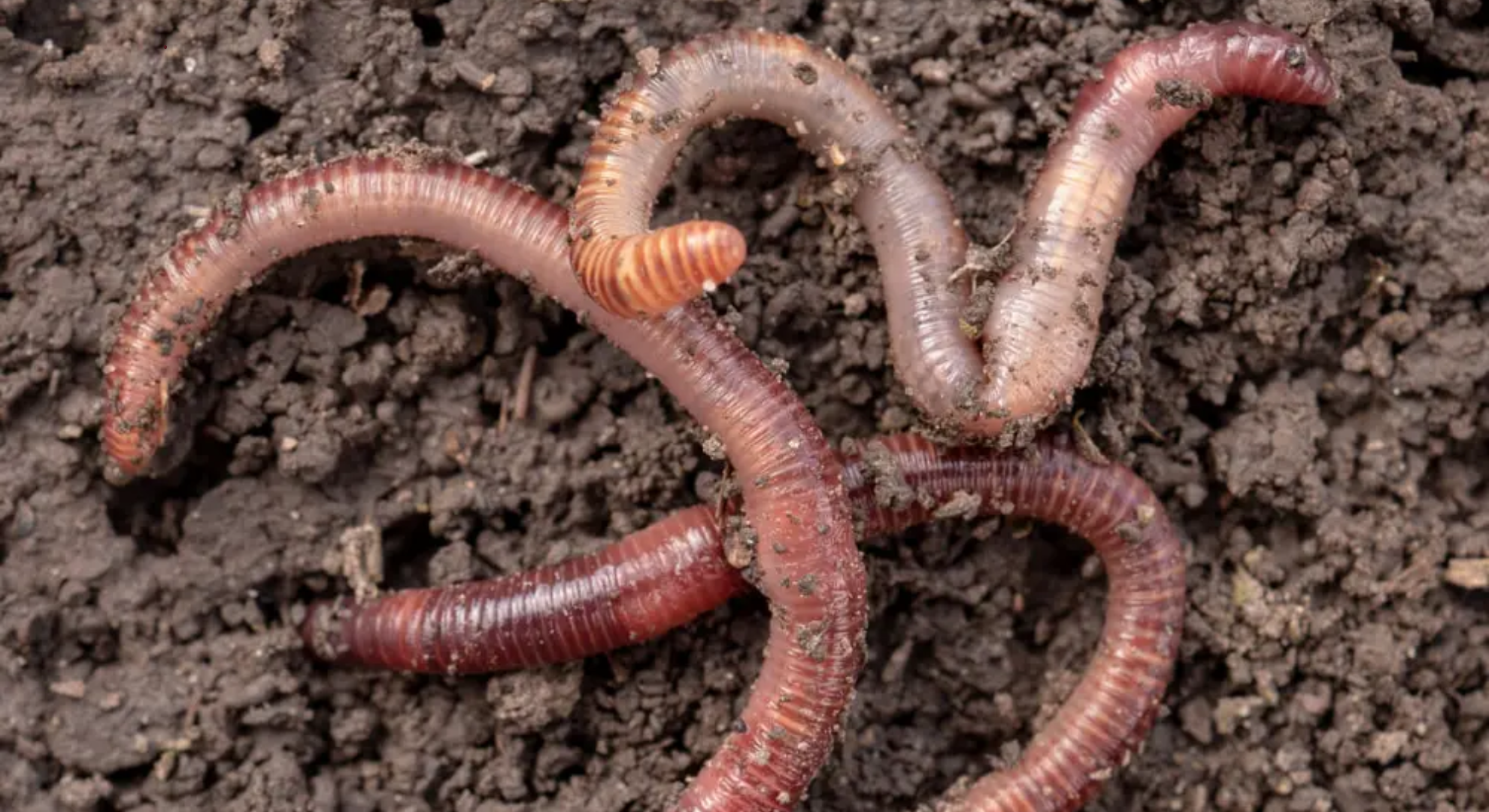earthworms