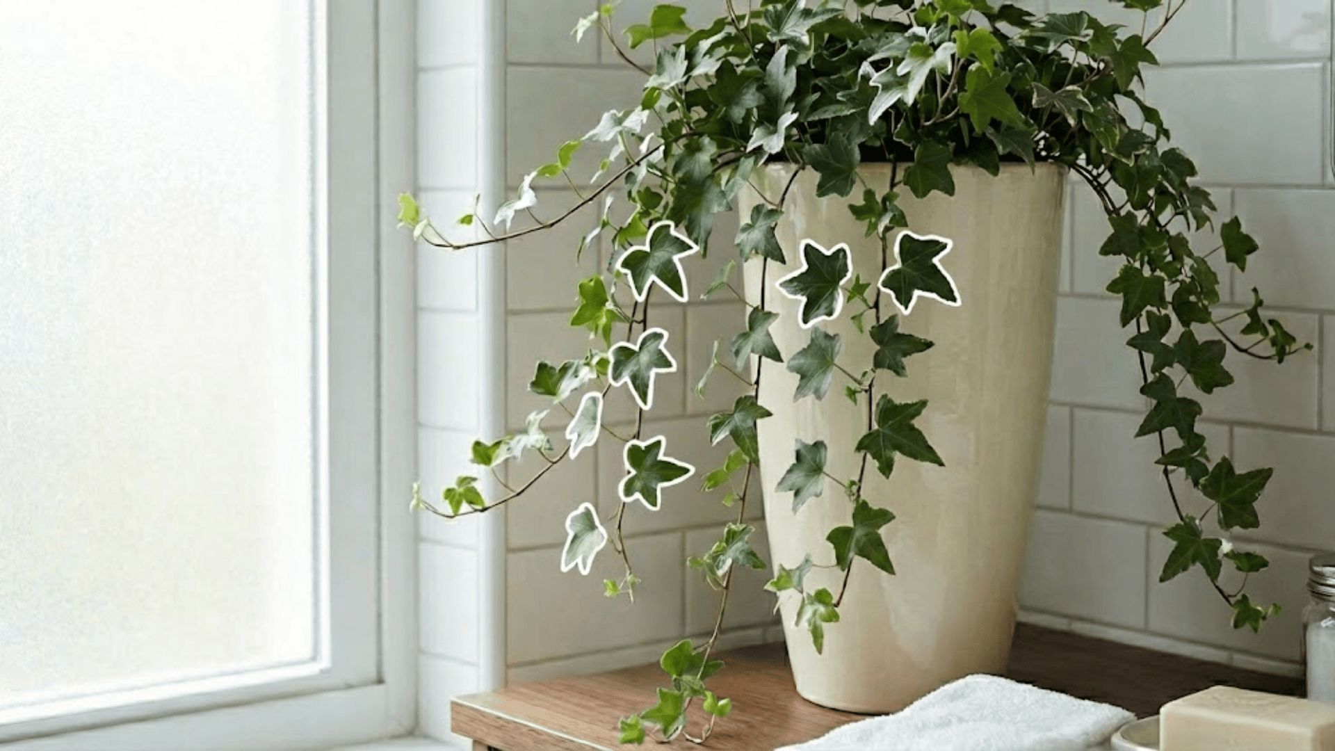 english ivy