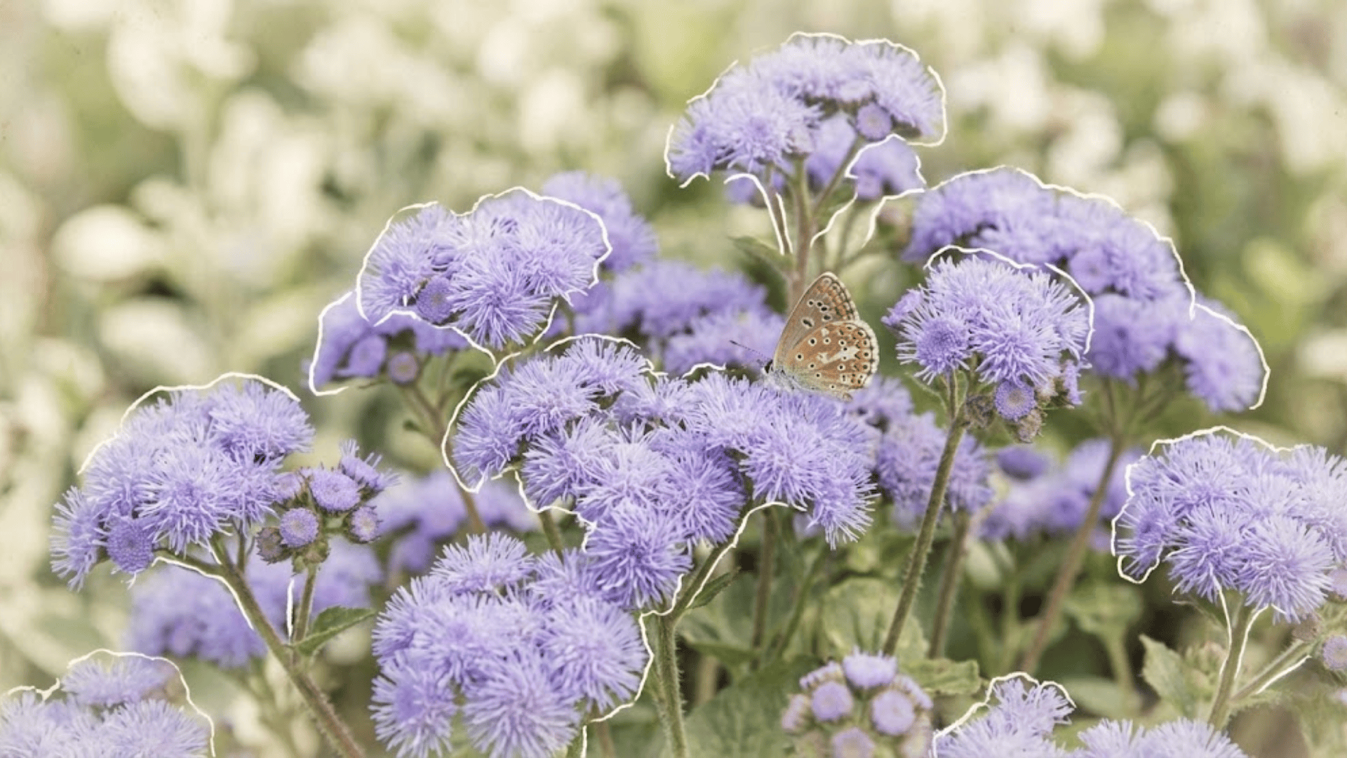 floss flower