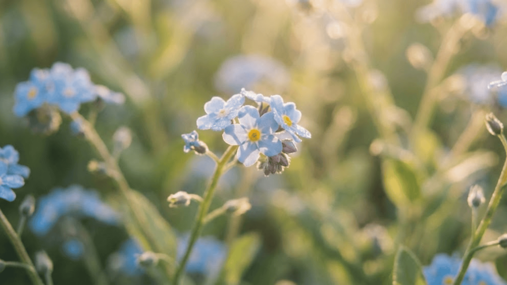Forget Me Not Flower Meaning and Symbolism