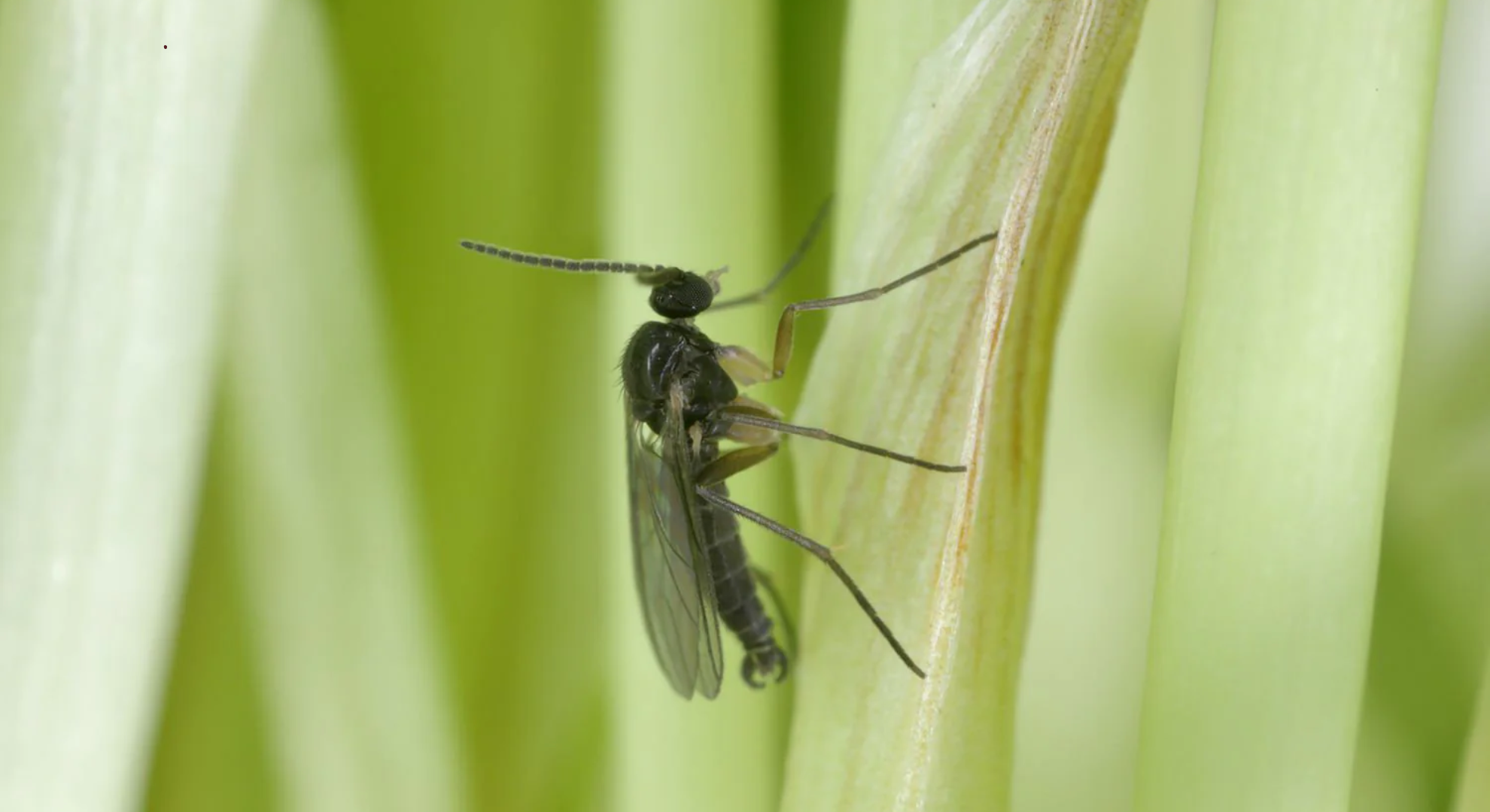 fungus gnats