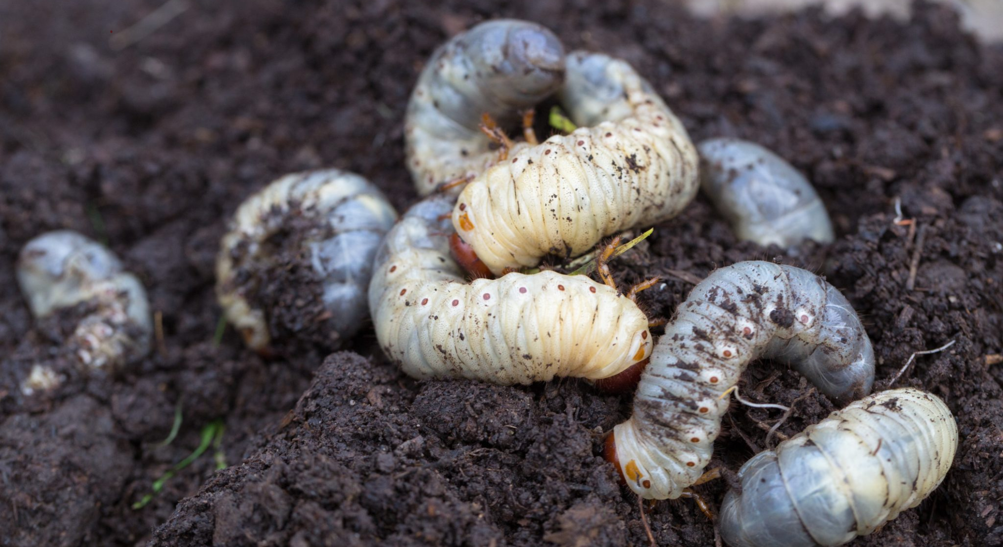 grubs