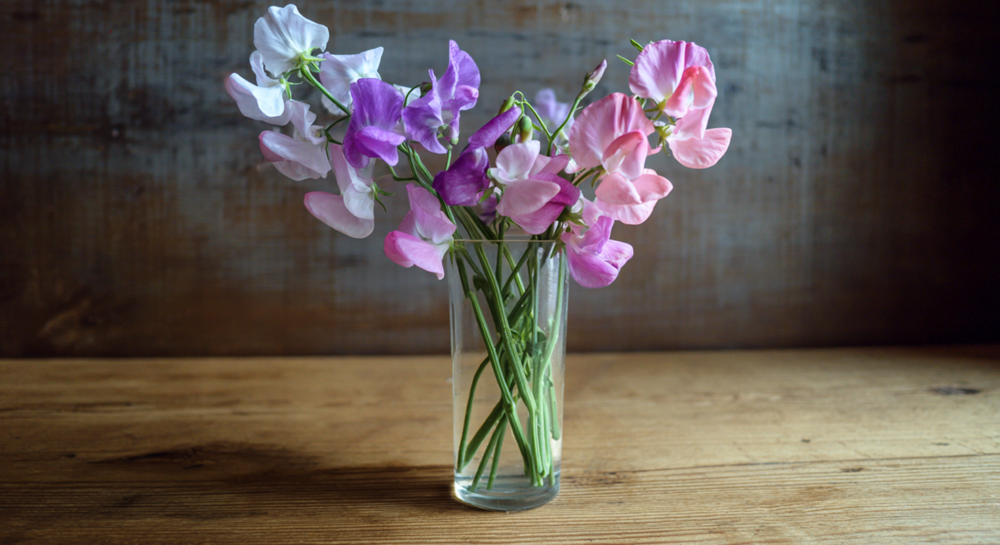Harvesting Sweet Pea Flowers for Bouquets
