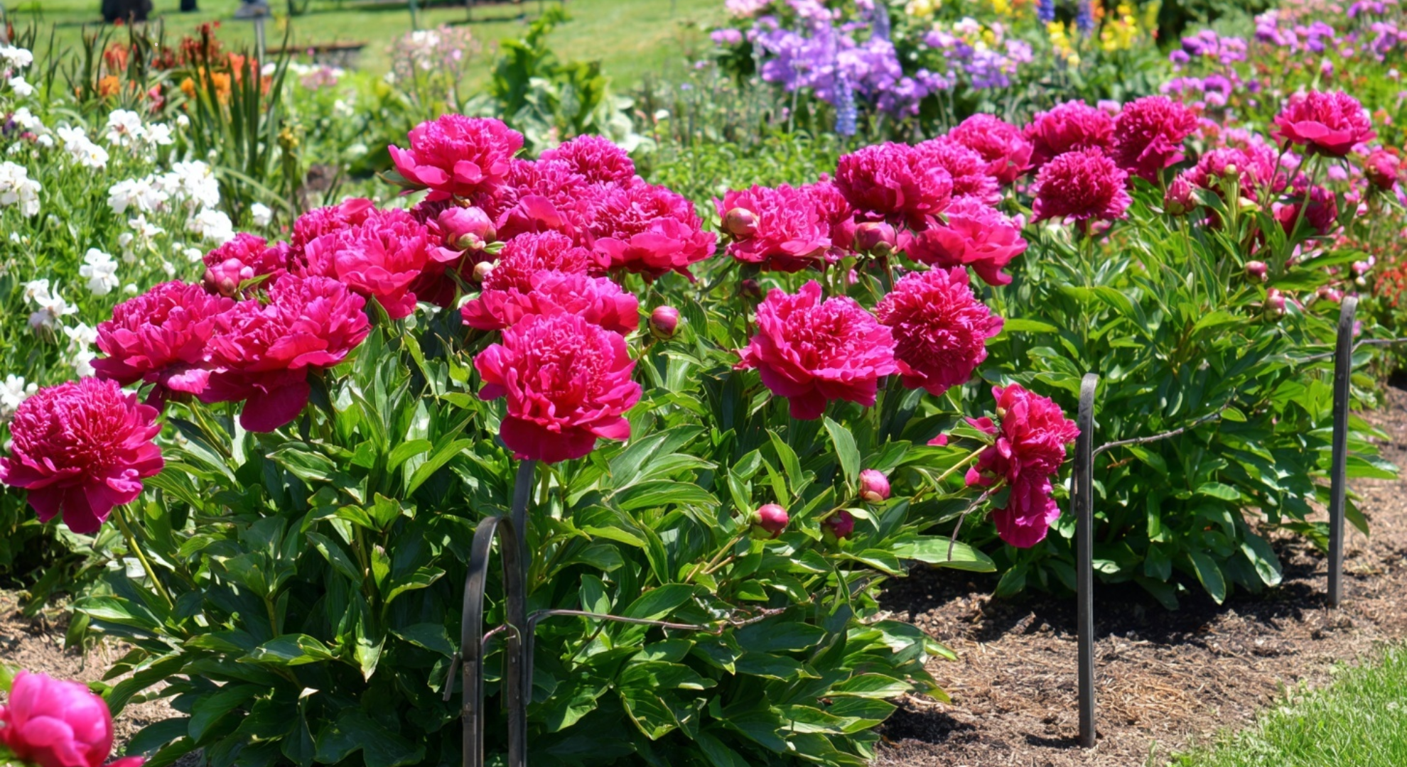 herbaceous peonies