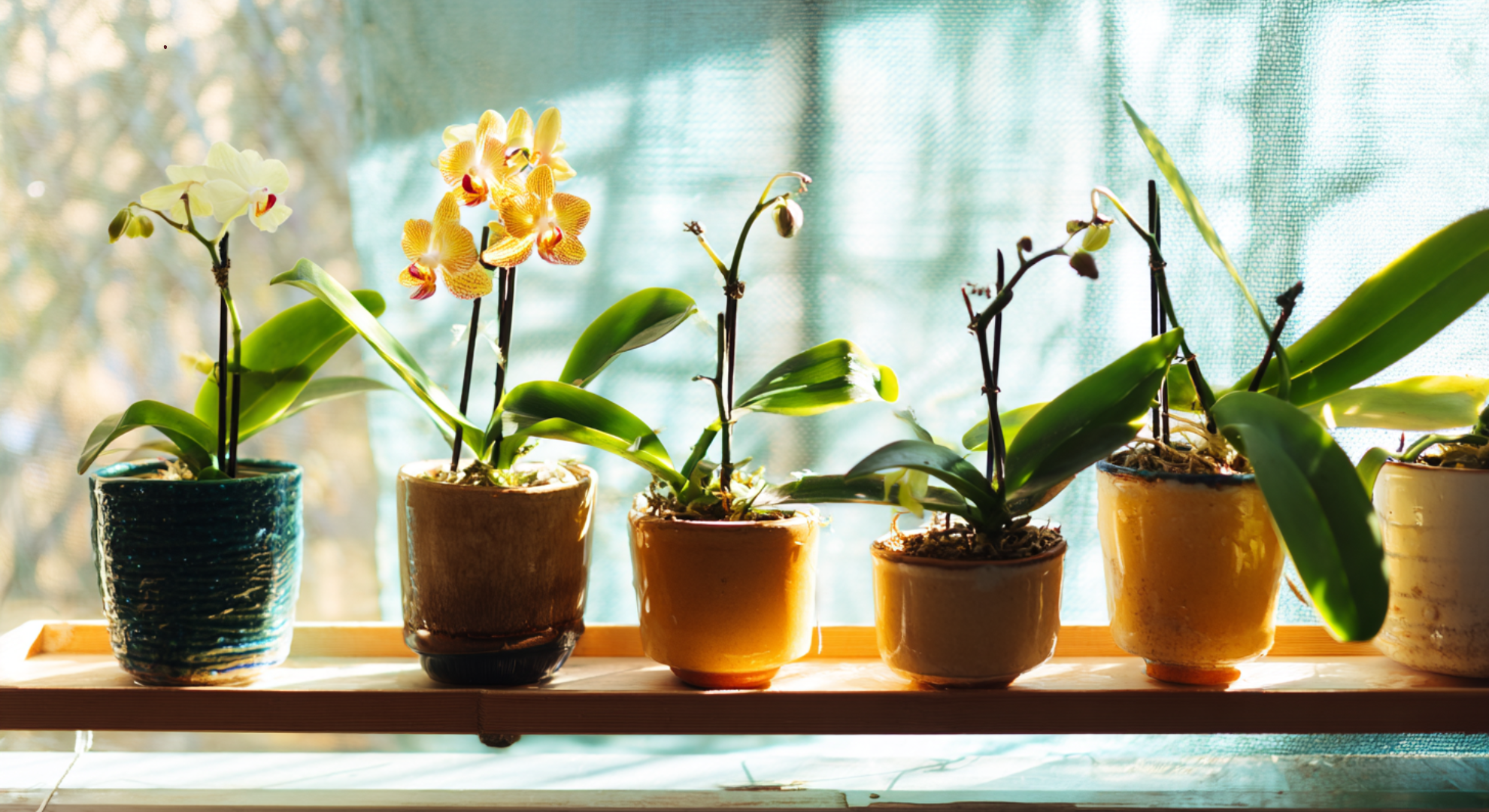 how long do orchids last in homes and in nature