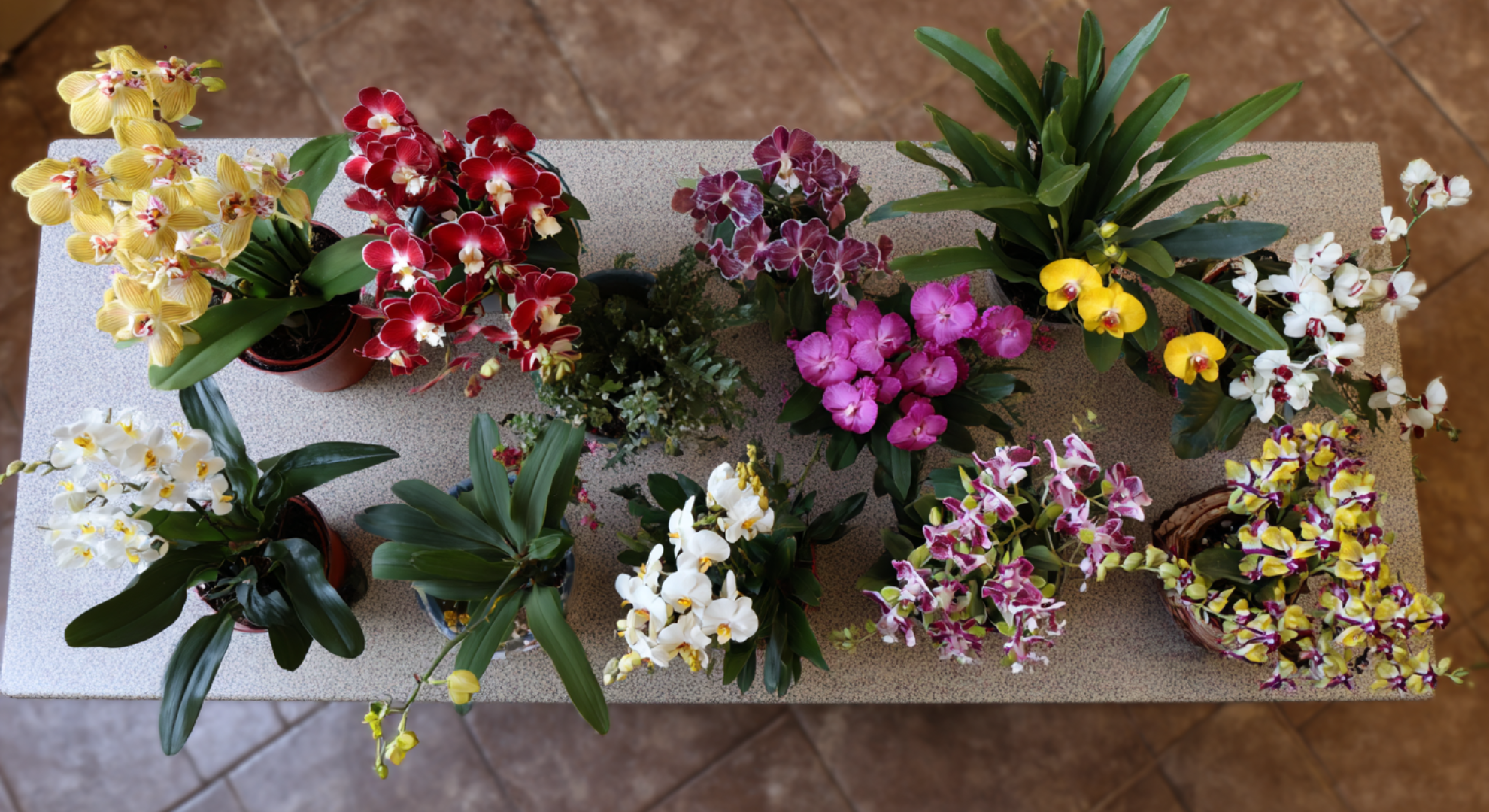 how long orchid blooms usually last by type