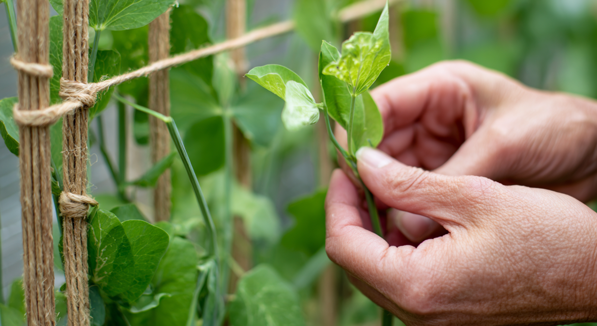 How to Plant, Pinch, and Support Sweet Peas
