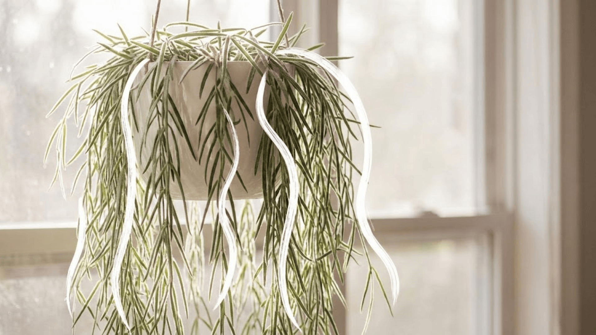 hoya linearis