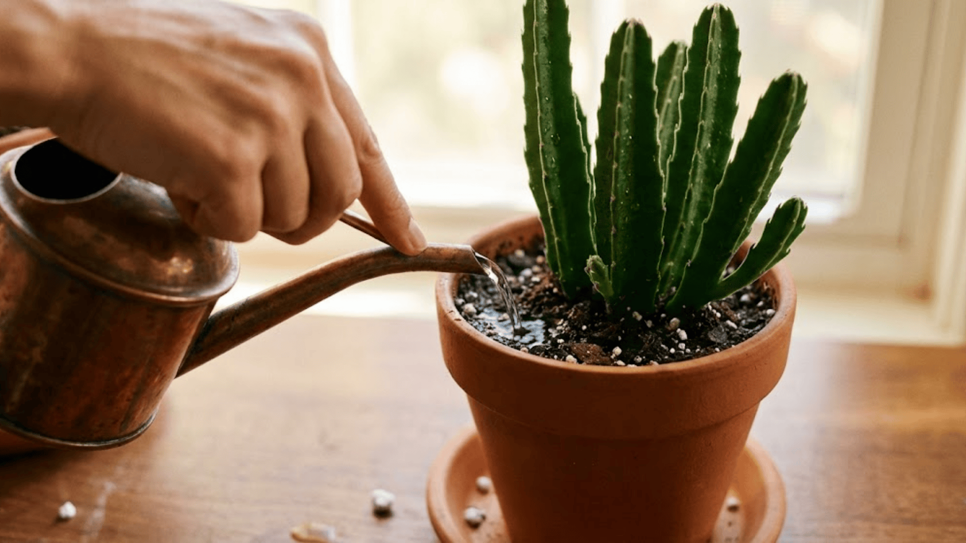 Hydrating Your Night Bloomer
