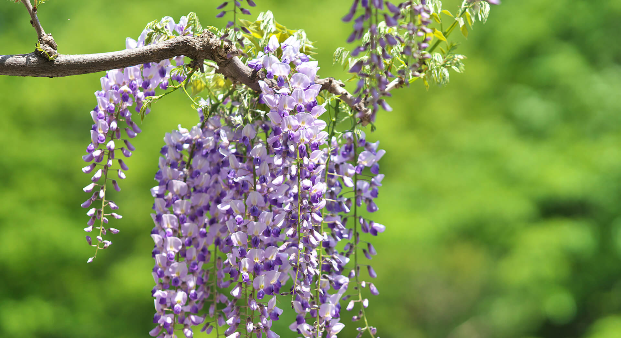 japanese wisteria