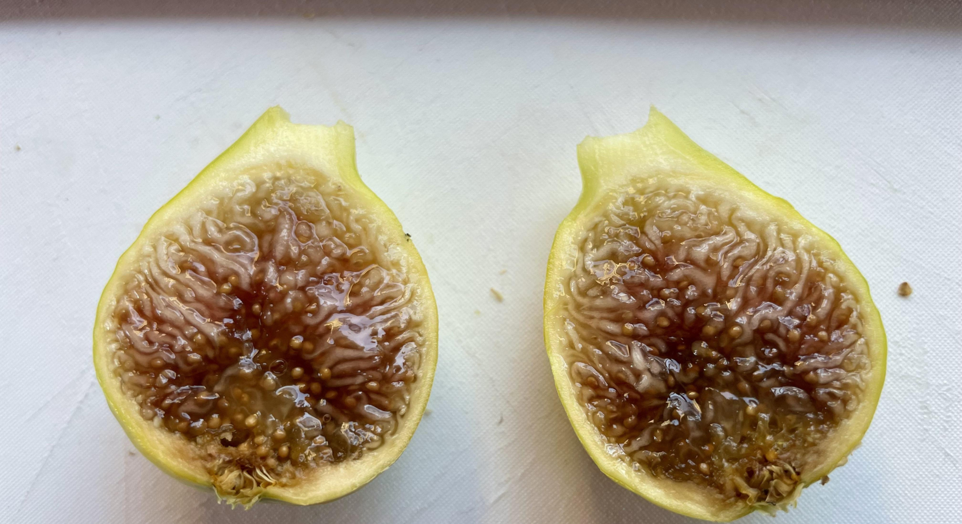 kadota fig