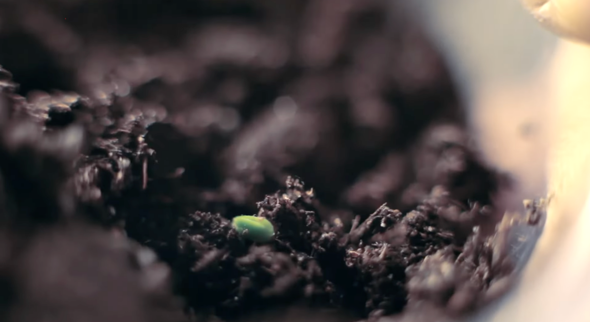 keep them growing indoors