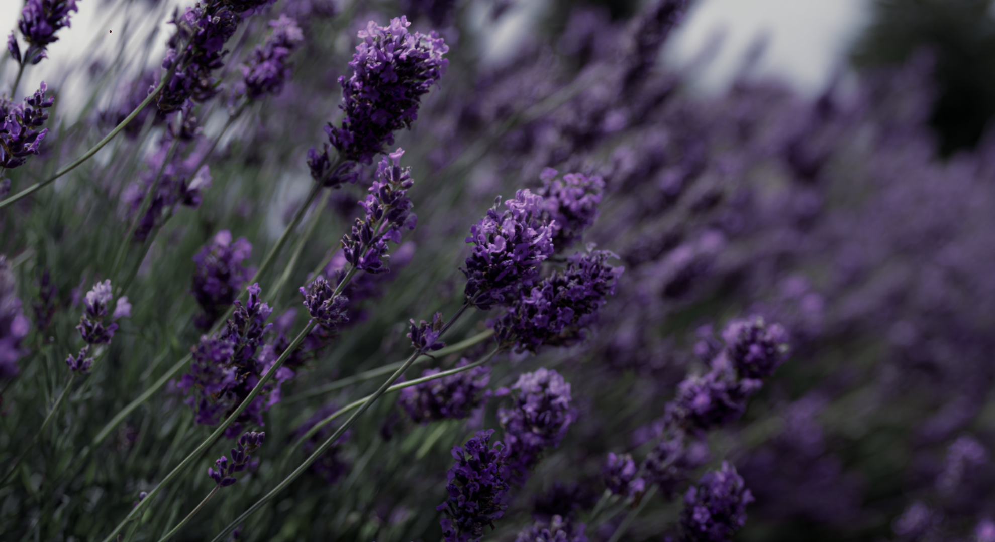 lavender care in the first year