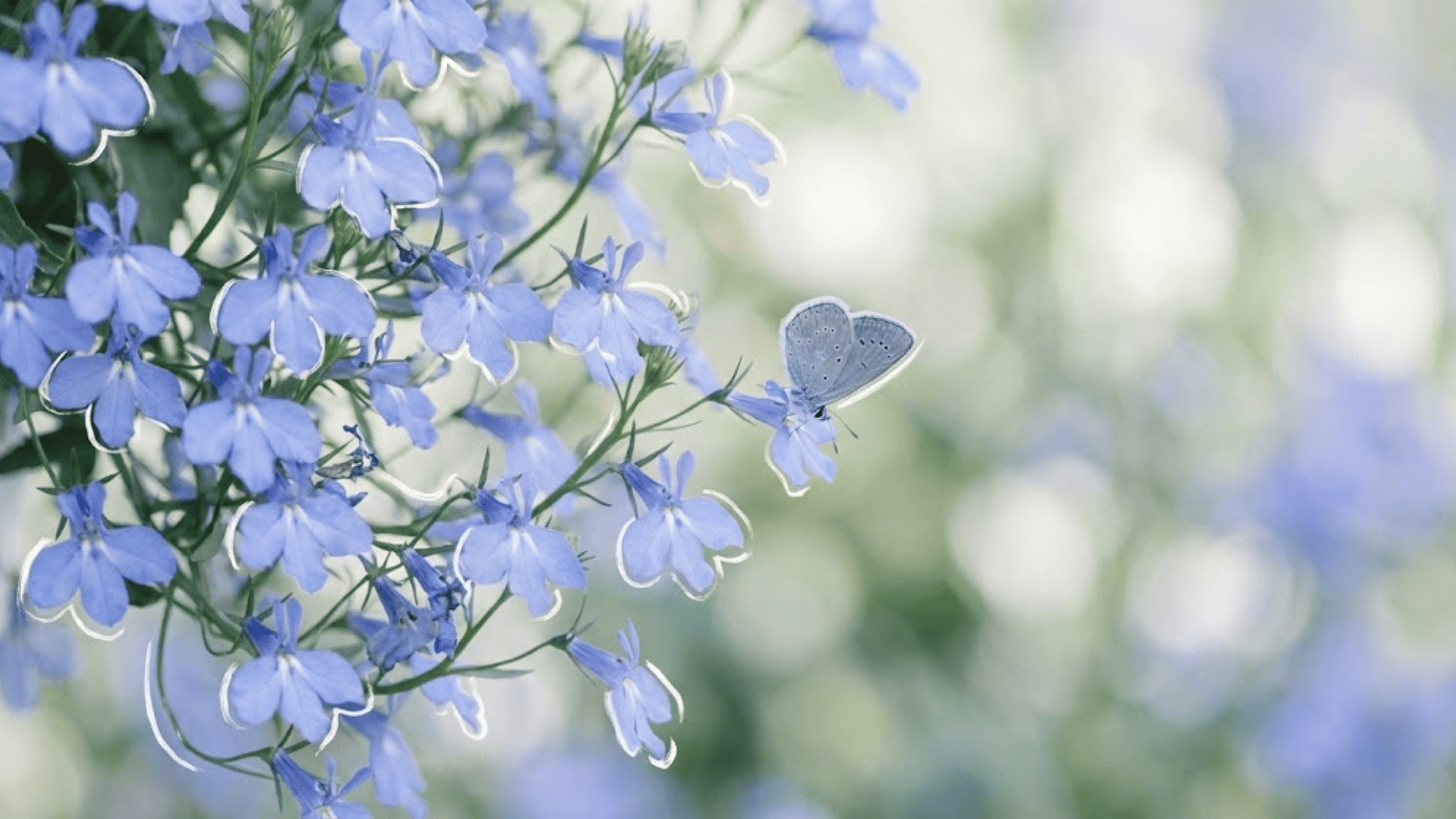lobelia