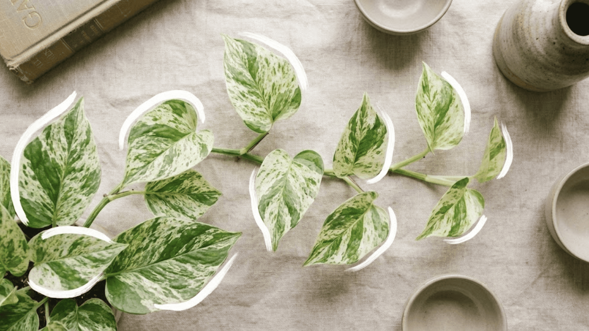 marble queen pothos