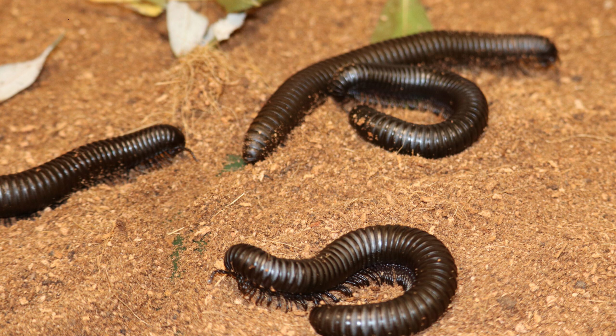 milipedes