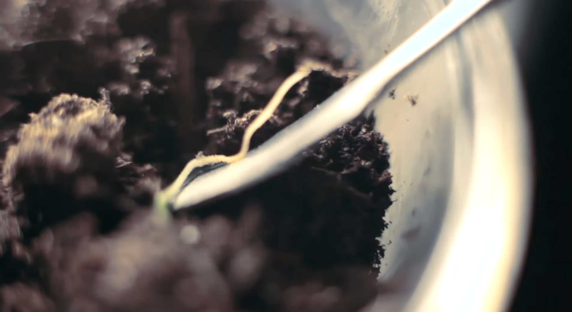 move sprouts to soil