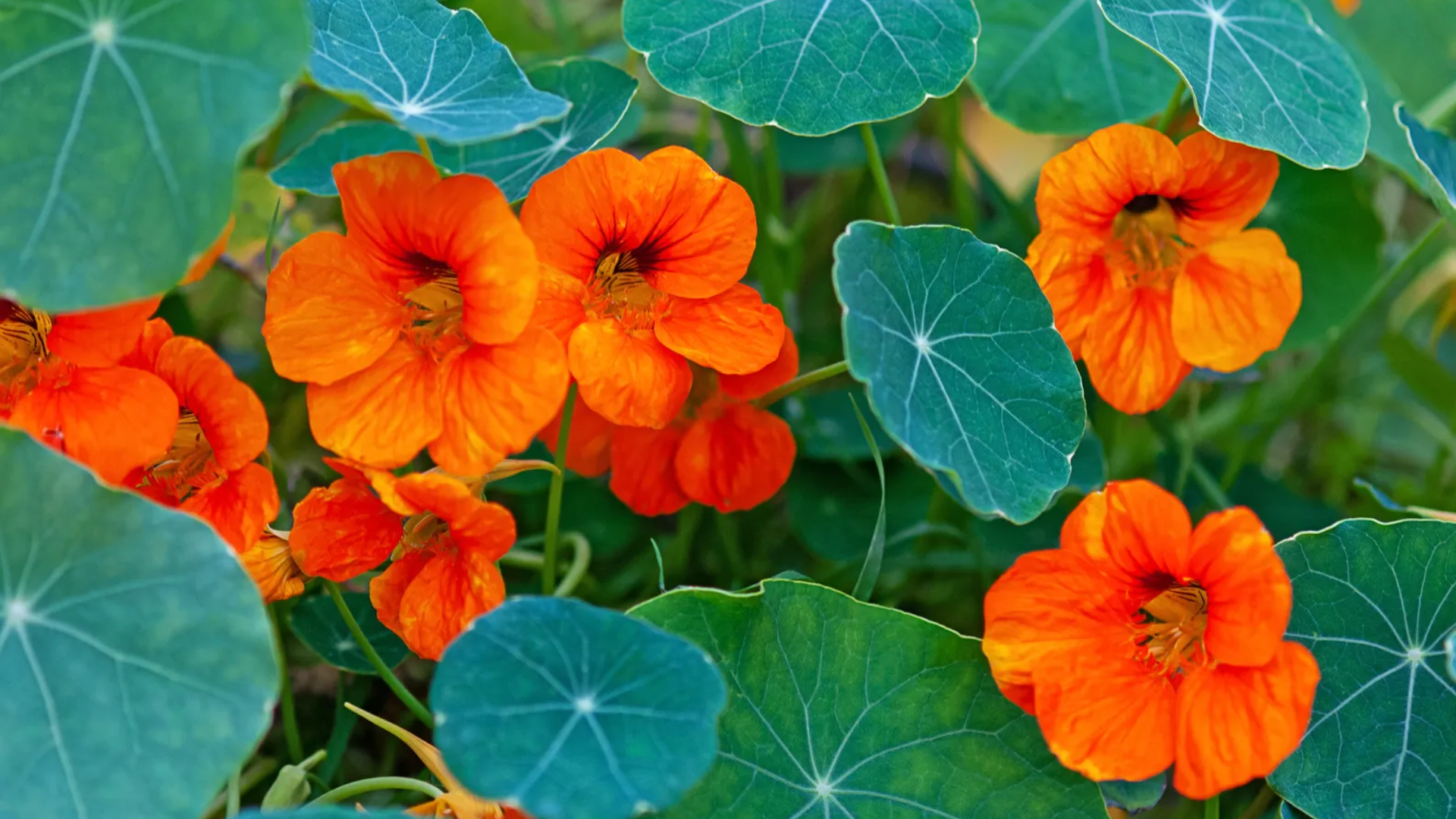 nasturtium