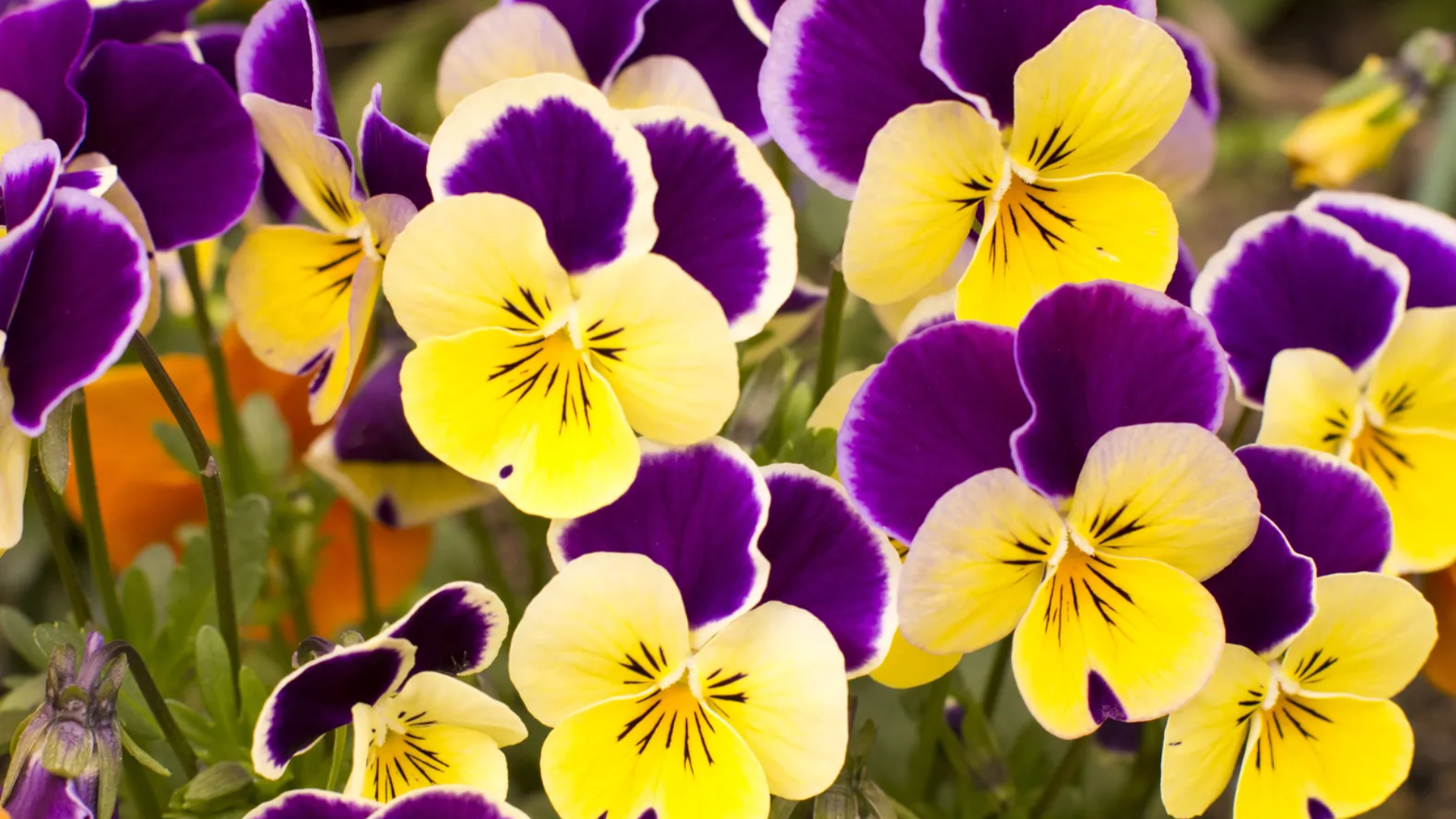 pansy