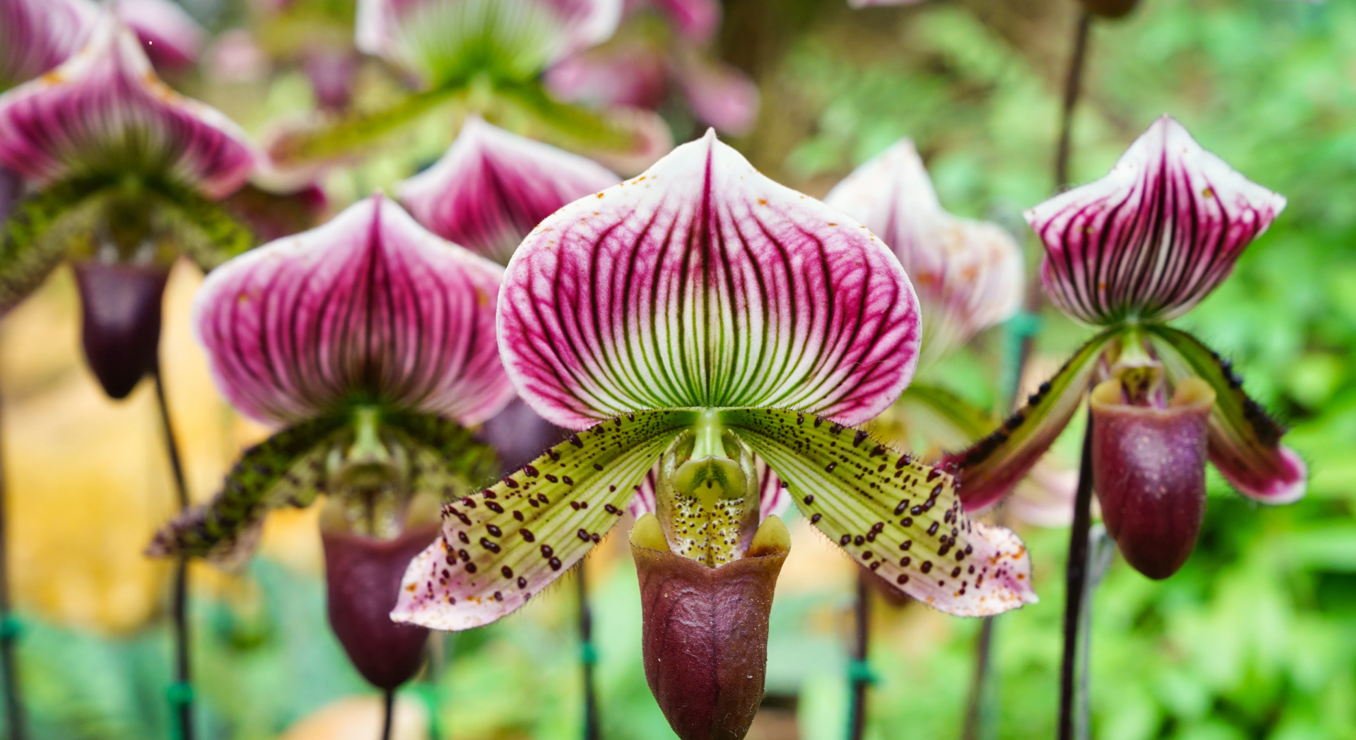 paphiopedilum slipper orchids