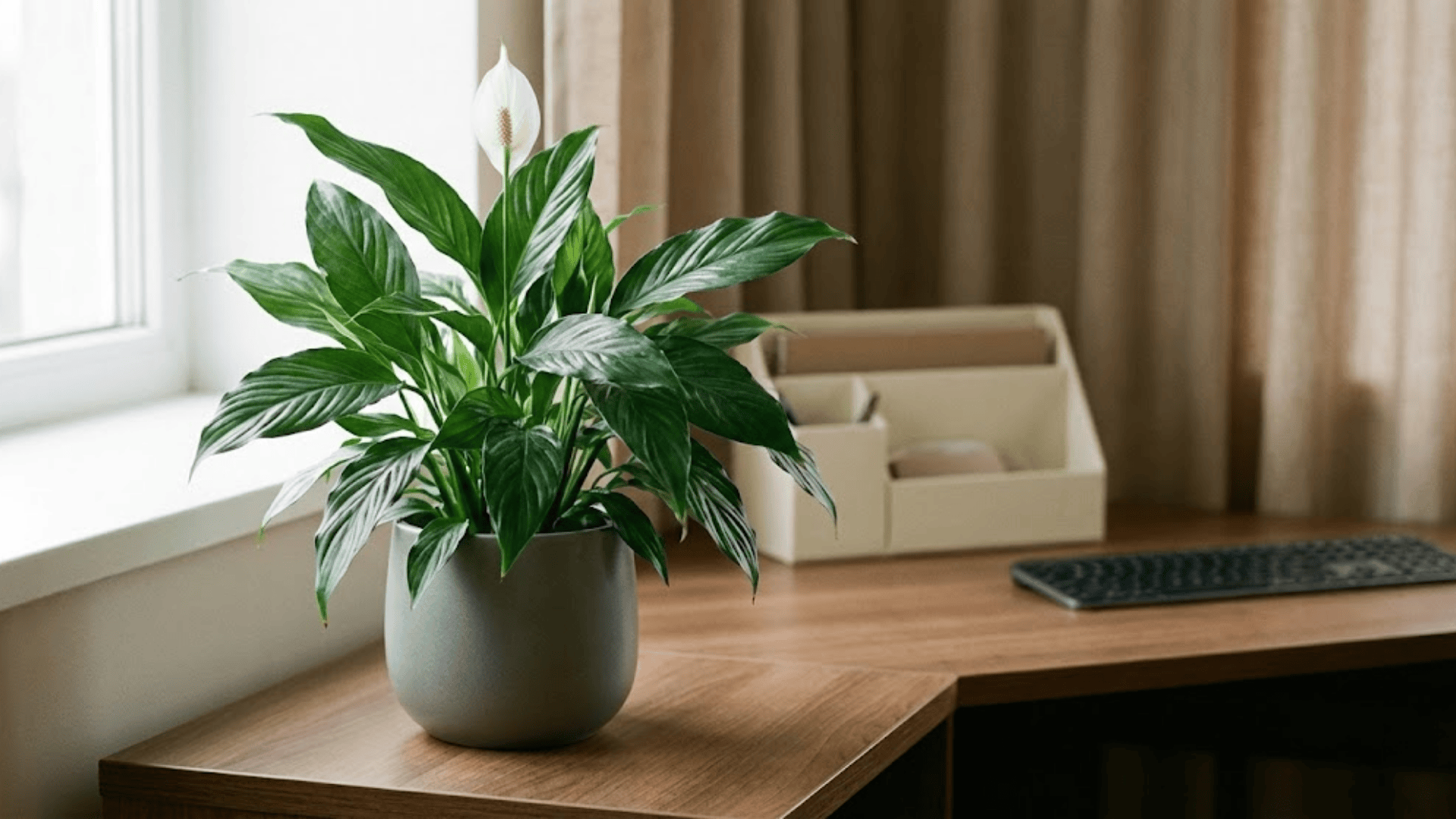 peace lily
