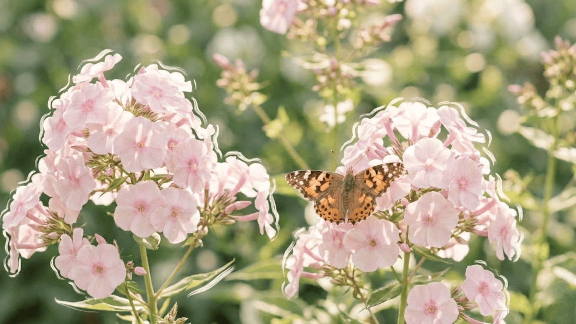 phlox