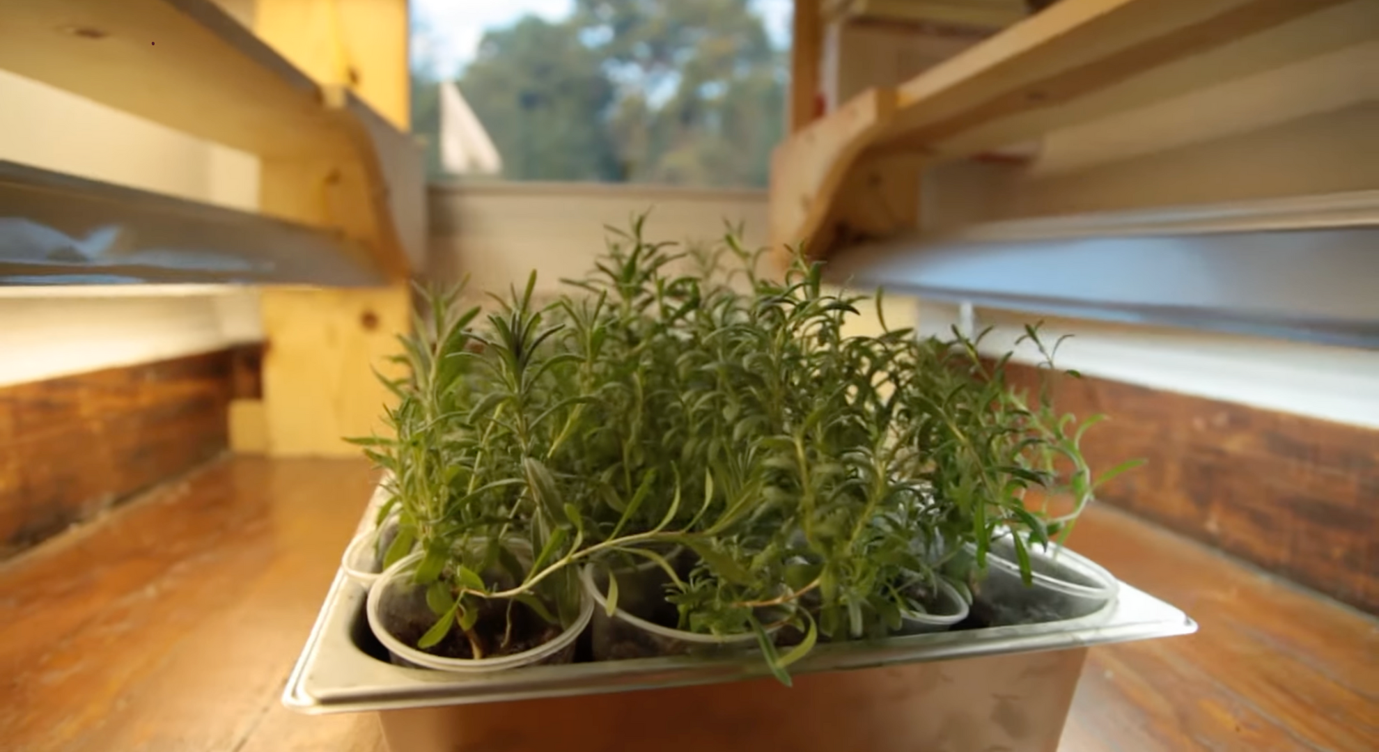 plant them outside the right way